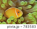 783583