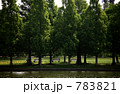 公園の新緑