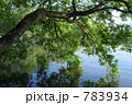 湖畔の木