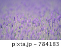 素材ナンバー 784183 : 「ラベンダー濃紫早咲」