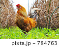 放し飼いの地鶏a