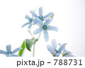 ブルースター