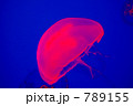 うみたまごのミズクラゲ