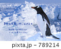 暑中見舞い(ペンギン) 暑中見舞い(ペンギン)