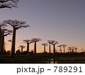 バオバブの夕暮れ