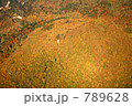 紅葉の絨毯