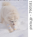 犬 動物 雪遊び