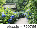 姫紫陽花の小道