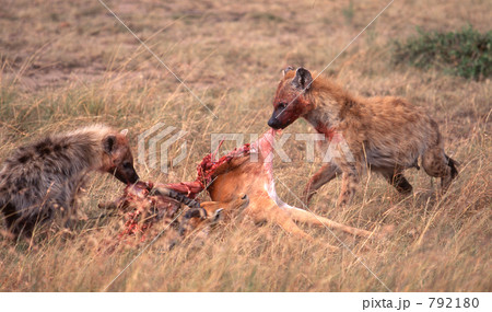 「弱肉強食」の写真素材 「弱肉強食」の写真素材