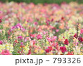 キンギョソウ　花畑