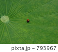 ころんころん　赤い雫　テントウ虫