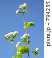 蕎麦　青空にぐんぐん伸びるソバの花