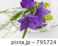 初秋の花 初秋の花