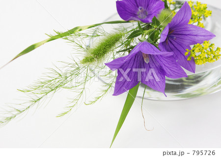 初秋の花 初秋の花