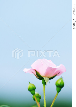 「Pink Rose」の写真素材
