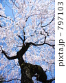 平等院の桜