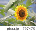 素材ナンバー 797475 : 「向日葵」