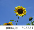 ひまわり ひまわり