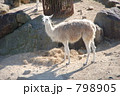 白いラマの全身