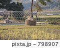 晩秋の田んぼ　つぼけ