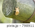 せみの抜け殻