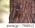 木にとまるアブラゼミ