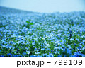 ネモフィアの花畑