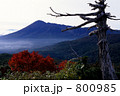 枯れ木と岩手山