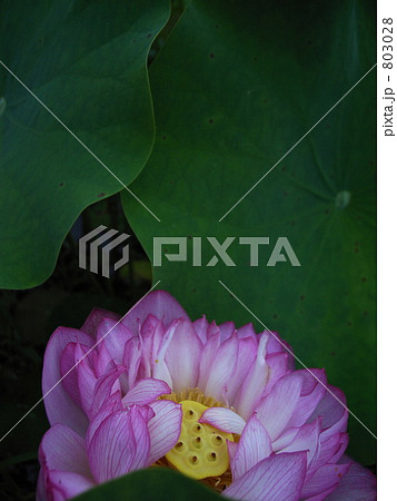 蓮一輪 古代蓮 蓮一輪 古代蓮