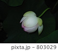 夜の蓮　蓮のつぼみ