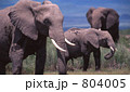 ゾウ