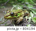 カエルビョコピョコ　トノサマガエル（横から）