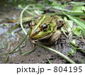 カエルビョコピョコ　トノサマガエル（前から）