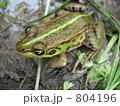 カエルビョコピョコ　トノサマガエル（上から）