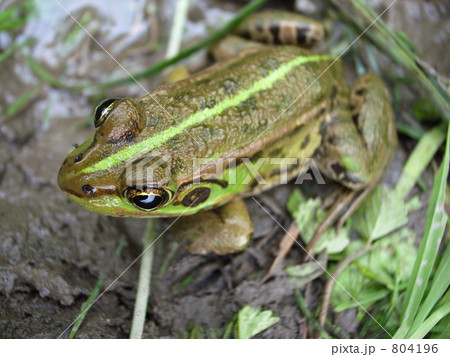 カエルビョコピョコ トノサマガエル(上から) カエルビョコピョコ トノサマガエル(上から)