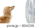 ダックスと扇風機 ダックスと扇風機