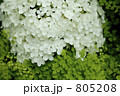 アナベル
