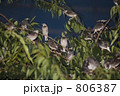 椋鳥の大群