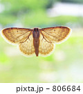 A Moth