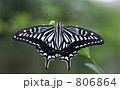 アゲハチョウ