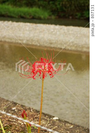 花 河川 植物
