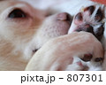 チワワ(肉球)