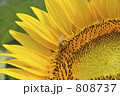 向日葵アップと蜜蜂