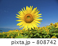 山梨県明野ひまわり