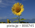 空と向日葵
