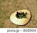夏野菜
