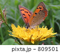 蝶々と黄色の花