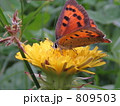 仲良し　花と蝶々