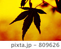 黄昏の楓