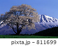 小岩井の一本桜